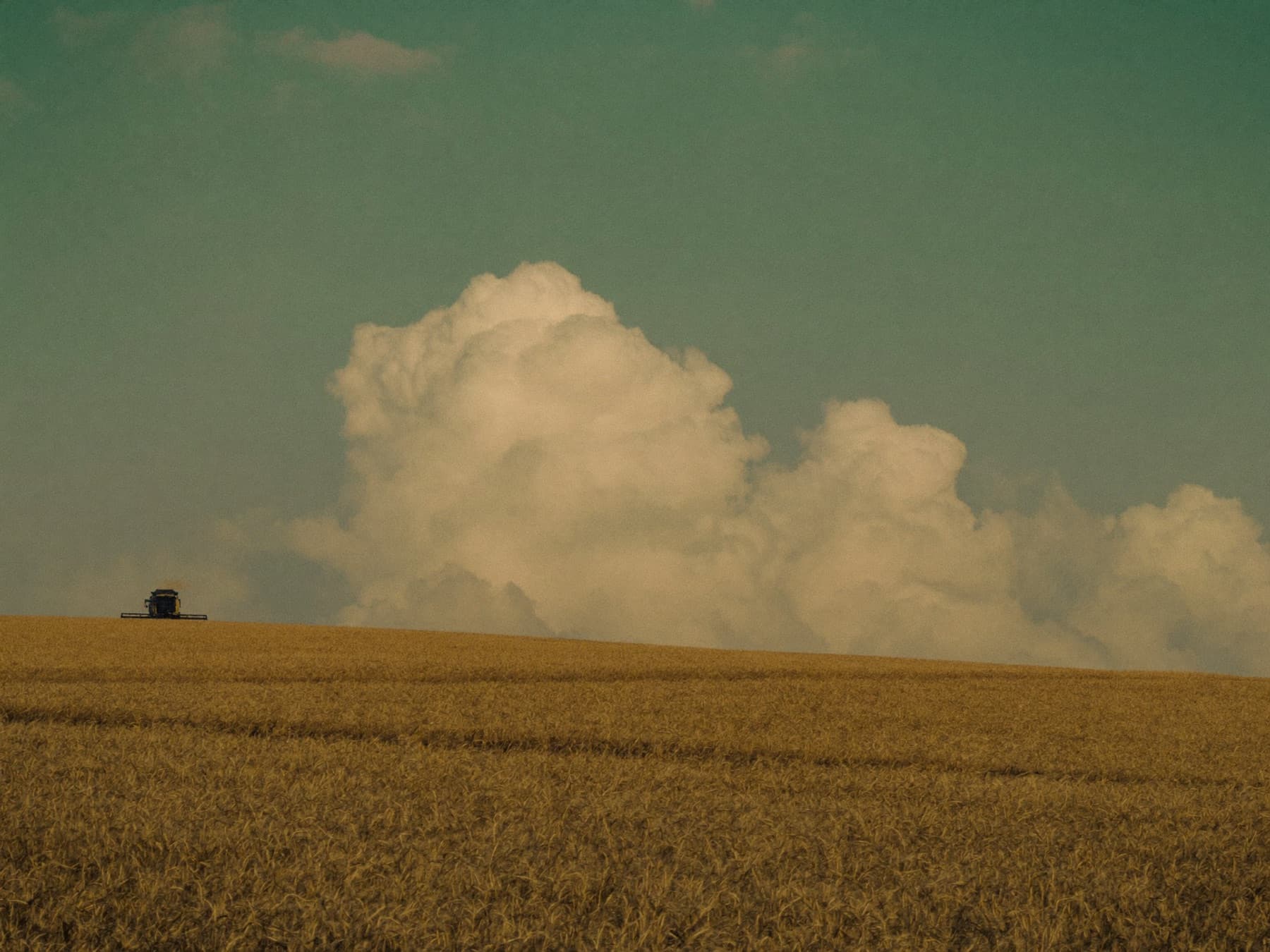 Campo de cereal en Tierra de Campos